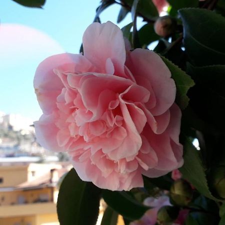 B&B Il Giardino Delle Camelie Palestrina Exteriér fotografie