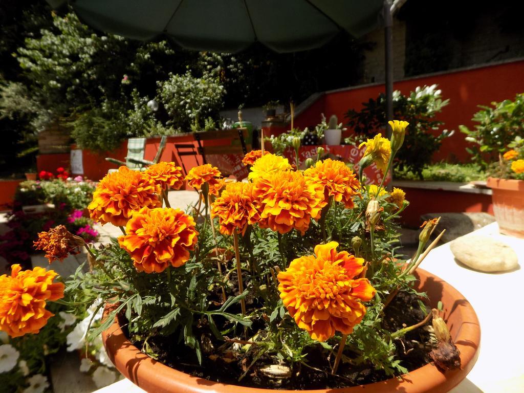 B&B Il Giardino Delle Camelie Palestrina Exteriér fotografie