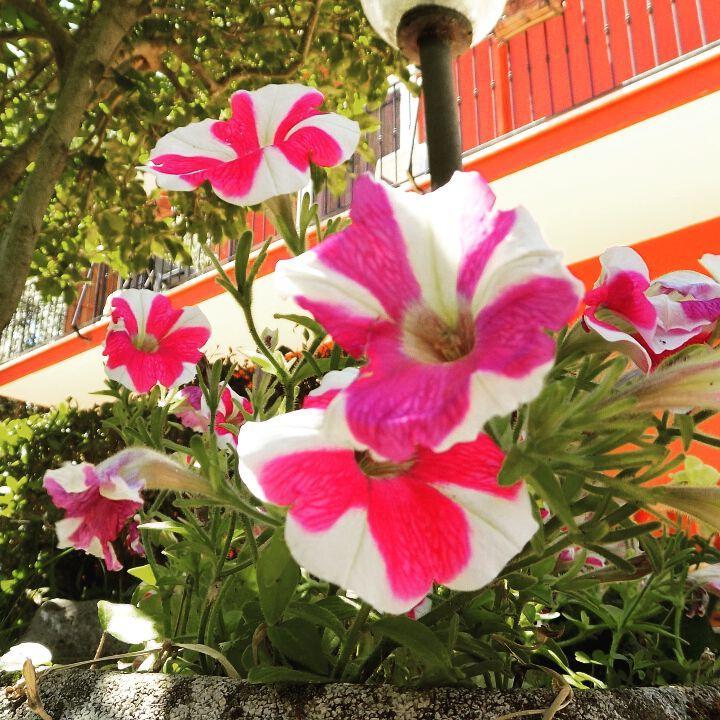 B&B Il Giardino Delle Camelie Palestrina Exteriér fotografie