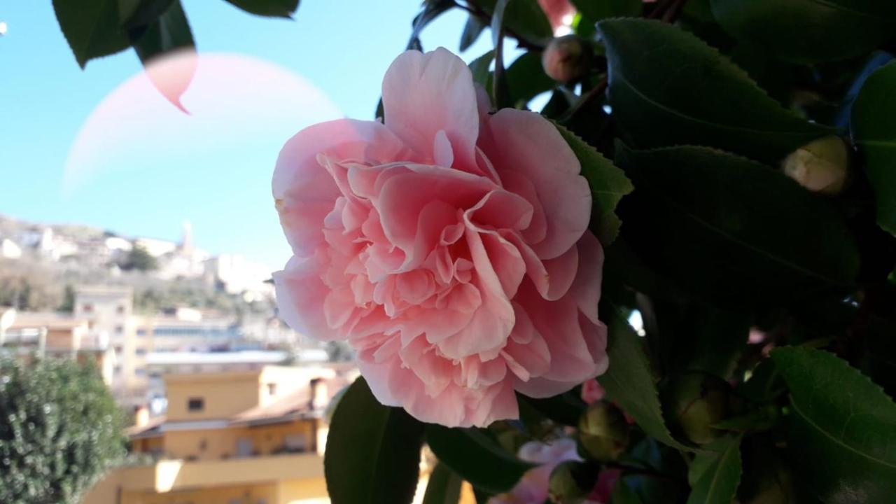 B&B Il Giardino Delle Camelie Palestrina Exteriér fotografie